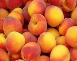 Рекордный урожай персиков в Украине