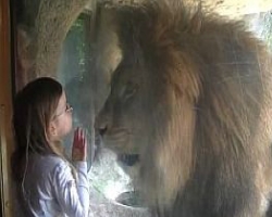 Лев чуть не съел девочку в зоопарке 