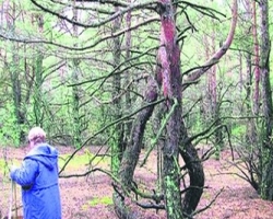 В Чернобыле обнаружены танцующие деревья-мутанты