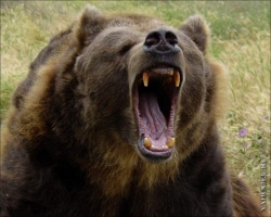 На Прикарпатье мужчина остался фактически без лица после нападения медведя