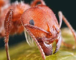 В США красные муравьи «загрызли» 12-летнего ребенка