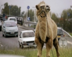 Посреди Харькова на дороге нашли полумертвого верблюда 