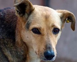 На Луганщине пес загрыз 3-летнюю девочку