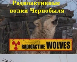 Радиоактивные бешеные волки атакуют Киевщину