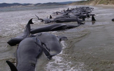 Не менее 13-ти черных дельфинов лежат на берегах Новой Зеландии