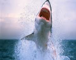 На австралийском пляже акула съела человека