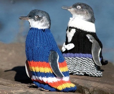 Австралийцы вяжут свитера для пингвинов, чтобы спасти пернатых