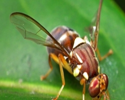 Новые технологии не позволят насекомым-вредителям размножаться