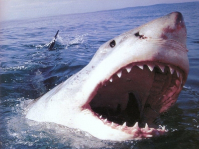 На побережье в штате Калифорния акула напала на отдыхающих