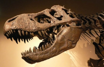 Америка вернула Монголии украденные останки динозавров