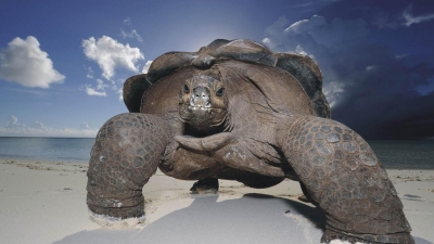Черепаха весом в 45 кг стала причиной пробки во Флориде