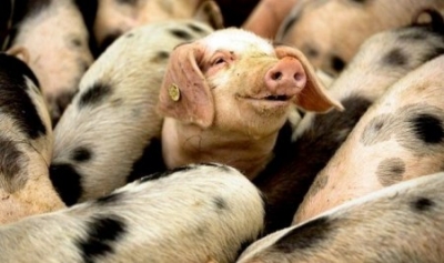Африканская чума свиней пришла на Черниговщину, в области карантин