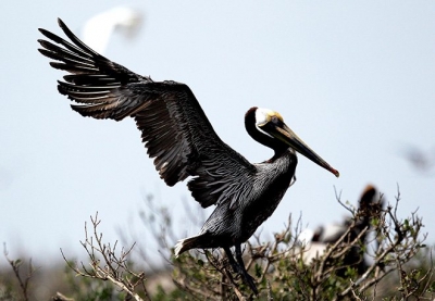 Разлив нефти в Мексиканском заливе поставил под угрозу жизни около двух миллионов птиц