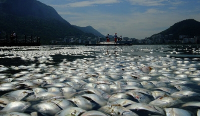Беда: побережье Рио-де-Жанейро усеяно тоннами мертвой рыбы