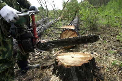 На Херсонщине милиция «покрывает» вырубку леса