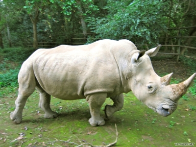 Зафиксирована смерть северного белого носорога, на планете продолжают существовать всего пять особей данного вида