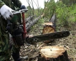 На Херсонщине милиция «покрывает» вырубку леса