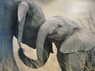 Киевскому зоопарку покупают 3 слонят