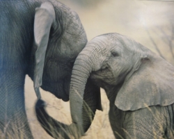 Киевскому зоопарку покупают 3 слонят