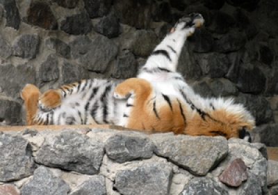 Тигр в Киевском зоопарке смертельно болен