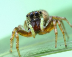 В Луганске нашли живого паука в пакете с семечками