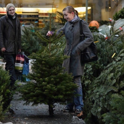 В Киеве нельзя купить живую елку