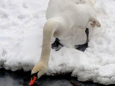 В Крыму в замерзшем озере чуть не погибла лебединая стая 
