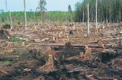 Президент обратил внимание на вырубку "Беличанского леса"