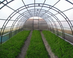 В Украине строят самую большую овощную теплицу в Европе