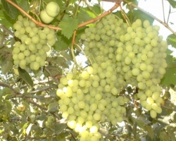 В Крыму из-за холодной зимы вымерз виноград и персики