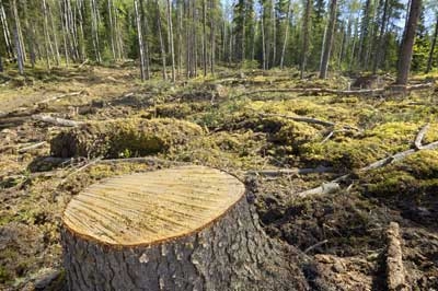 Должностные лица Ривненской области уличены в незаконной вырубке леса на 1,2 миллиона гривен