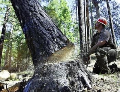 Застройщикам упростили проблемы с вырубкой деревьев