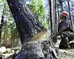 Застройщикам упростили проблемы с вырубкой деревьев