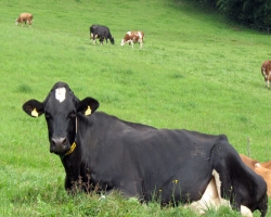 В Черкасской области обнаружена больная сибирской язвой корова
