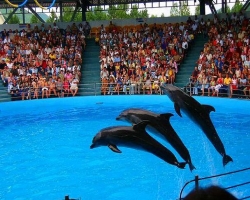  Экологи требуют закрытия дельфинариев по всей Украине