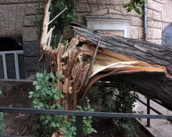 Во время урагана в Днепропетровске упало дерево на жилой дом
