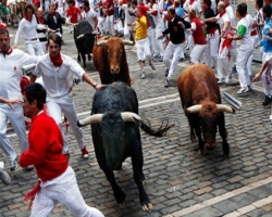 В Испании в забегах с быками пострадало более 30 человек