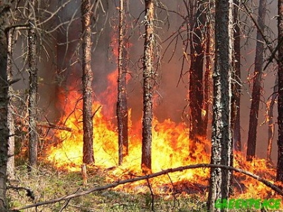 В Луганской области горит 4,5 га леса и сухостоя
