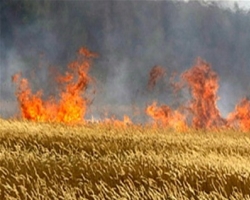 Пожар в Черниговской области уничтожил 7 га посевов ржи