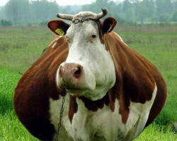В России страстный бык загнал корову на пятый этаж жилого дома