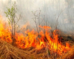 В Запорожье пострадал от пожара заповедный лес
