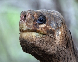 Русский контрабандист пытался вывезти из Мексики 320 редких черепах