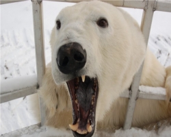 Полярники подверглись атаке белого медведя