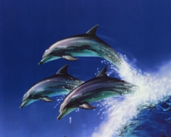На страже морских границ Украины появятся дельфины
