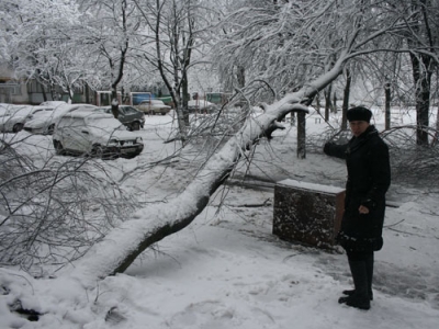 В Киеве зафиксировано массовое падение деревьев