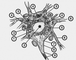 Известен механизм восстановления нервных клеток