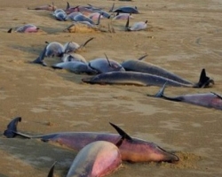Коллективный суицид стаи дельфинов в Новой Зелландии