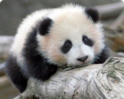 Маленькая панда, родившаяся в зоопарке, чувствует себя хорошо