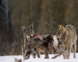 Волки нападают на населенные пункты Якутии